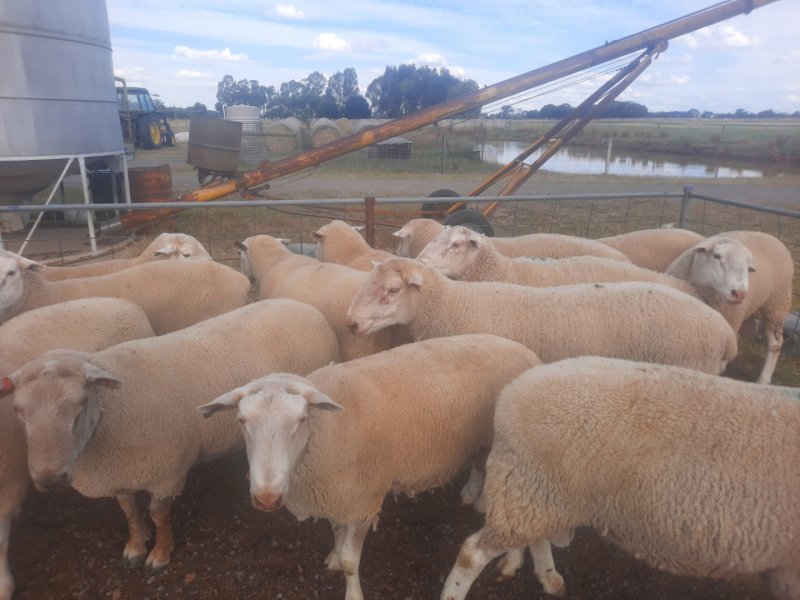White Suffock Rams