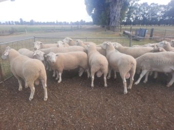 White Suffock Rams
