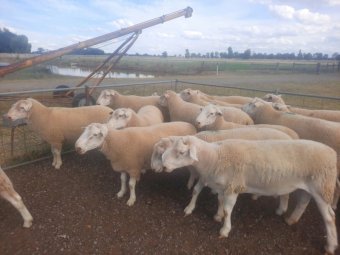 White Suffock Rams