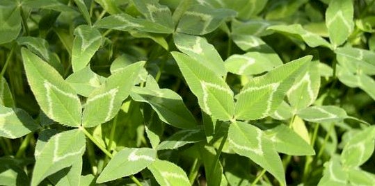 WANTED Arrowleaf Clover Seed