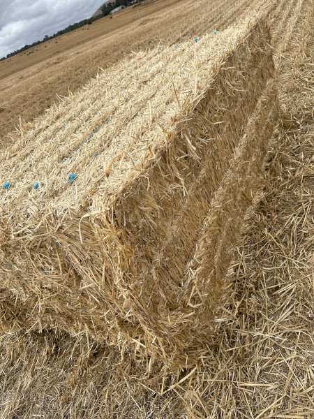 300mt Windrowed Wheaten Straw 470-480kg Bales