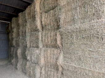 42 Bales Grassy Lucerne Hay