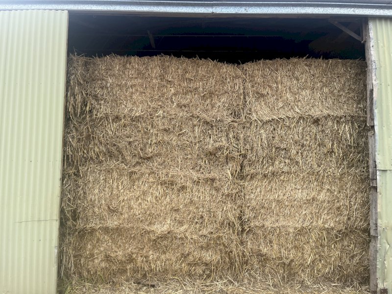 200 Bales Forage Sorghum Hay