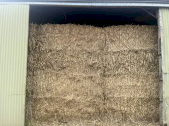 200 Bales Forage Sorghum Hay