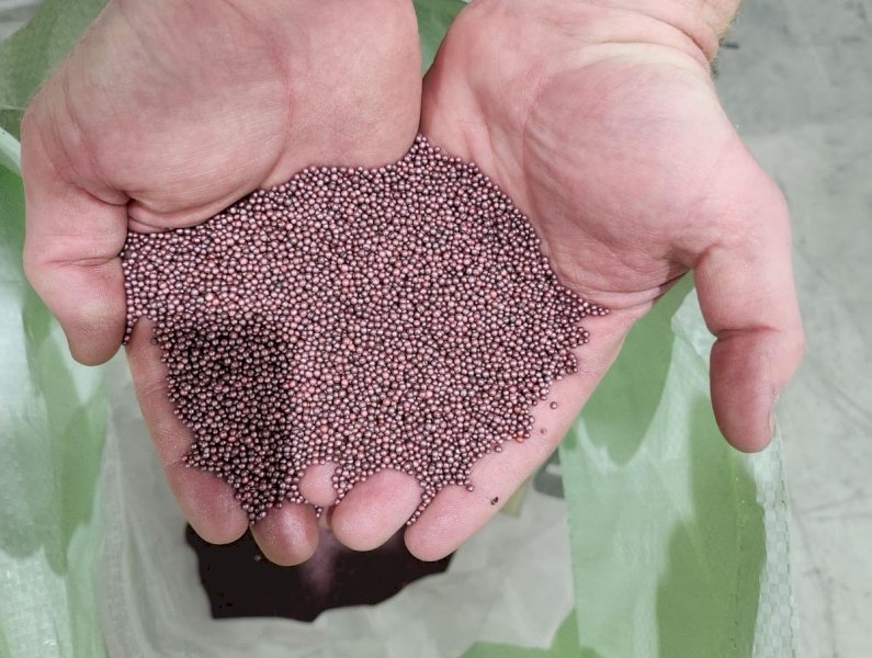 F1 Dual Purpose Winter Canola Seed CL