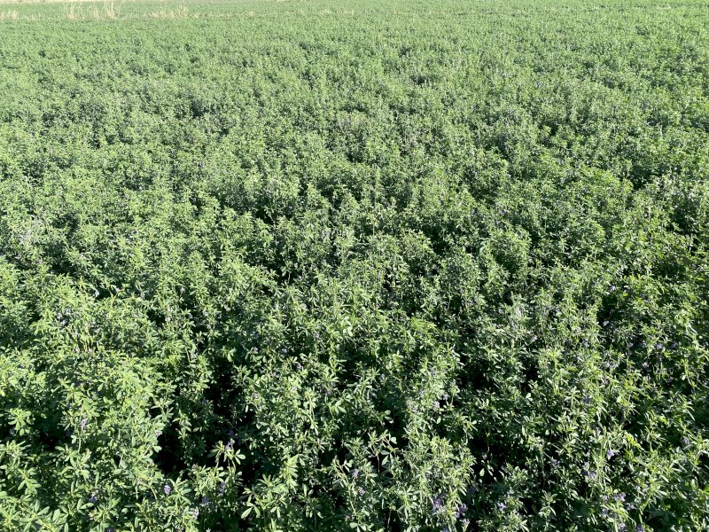 Irrigated, improved pasture Grassy Lucerne