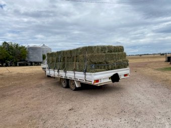 Irrigated, improved pasture Grassy Lucerne