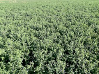 Irrigated, improved pasture Grassy Lucerne