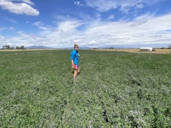 Irrigated, improved pasture Grassy Lucerne