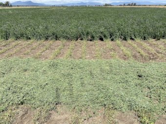 Irrigated, improved pasture Grassy Lucerne