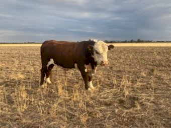 5 Poll Hereford Herd Bulls