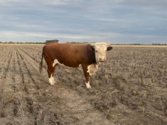 5 Poll Hereford Herd Bulls