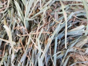 1000mt Wheaten Hay 610kg 8x4x3 Bales