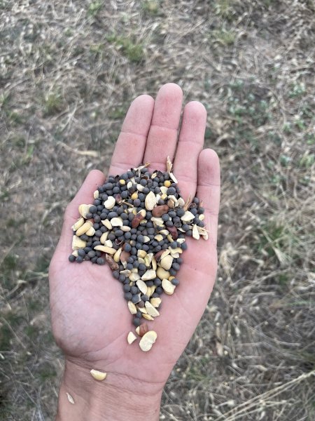 Popany Vetch Seed