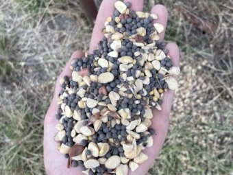 Popany Vetch Seed