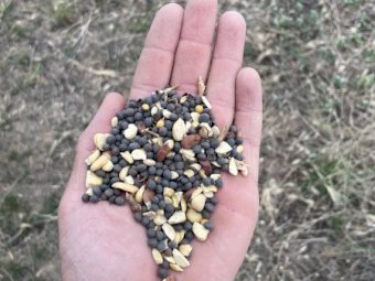 Popany Vetch Seed