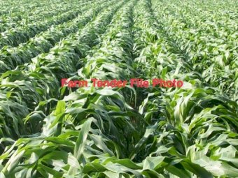 WANTED White Sorghum Grain