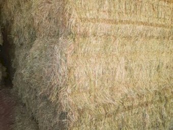 New Season  Barley Hay