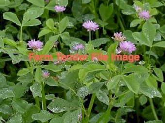 WANTED Shaftal Clover