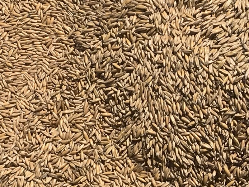 100mt Yallara Seed Oats