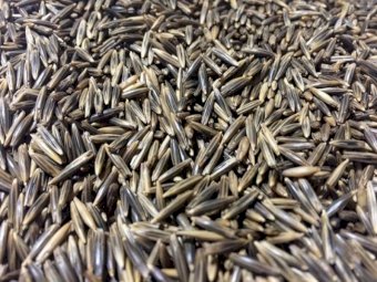 WANTED 3-4 mt Saia Oats
