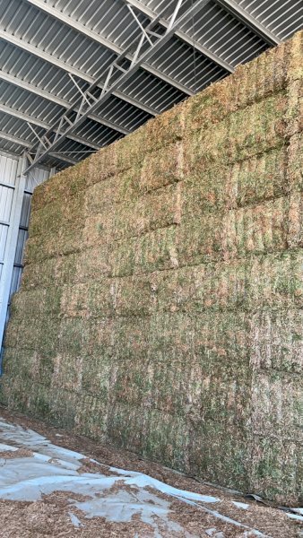 24' Season Vetch Hay 8x4x3 Bales