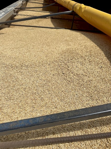 15mt Koala Oats