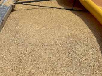 15mt Koala Oats