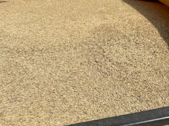 15mt Koala Oats