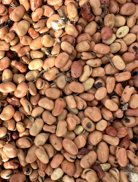 88mt Faba Beans