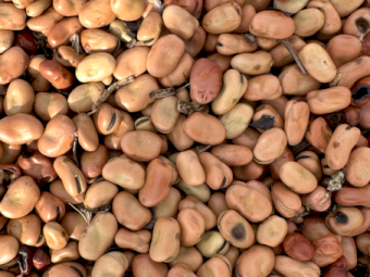 88mt Faba Beans