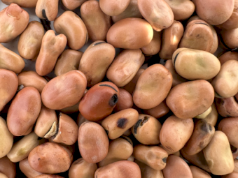 88mt Faba Beans