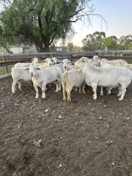 White Dorper Rams