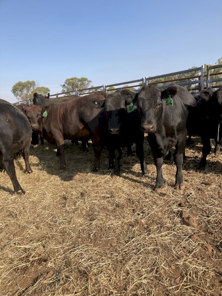12 Pure Angus Heifers