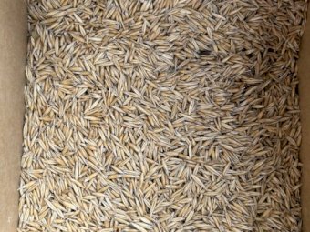 25-27 mt Nile Oats