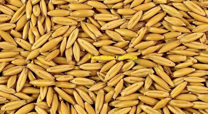 WANTED Yallara Oats