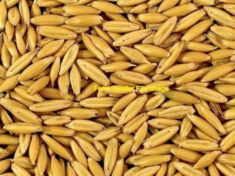 WANTED Yallara Oats