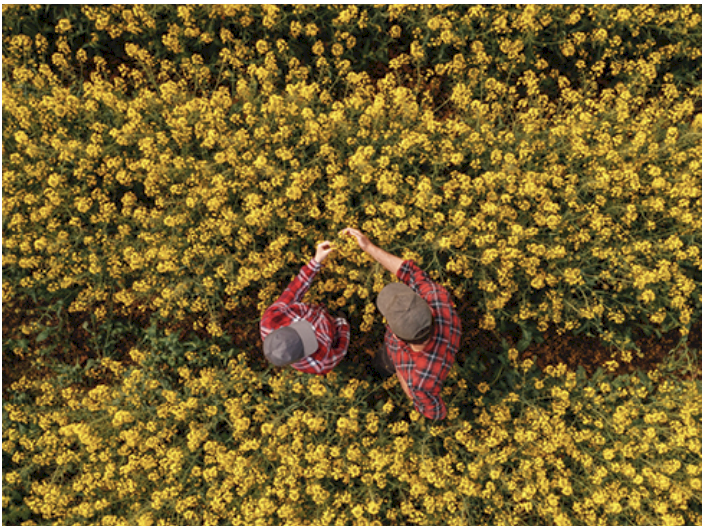 CANOLA SEED (SPRING) - Exclusive High Volume Discount Offer