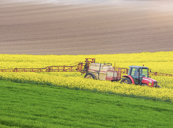 CANOLA SEED (WINTER)  - Exclusive High Volume Discount Offer