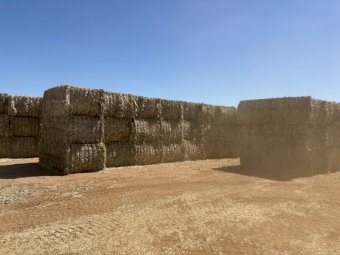430mt Sorghum Hay 8x4x3 HD Bales