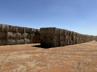 430mt Sorghum Hay 8x4x3 HD Bales