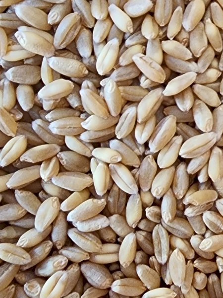 5MT Sundancer Wheat Seed