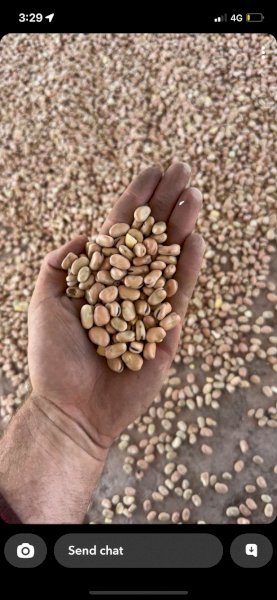 35 m/t Feed Beans