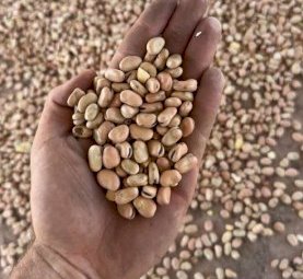 35 m/t Feed Beans