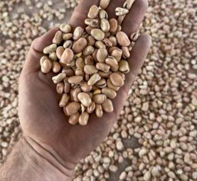 35 m/t Feed Beans
