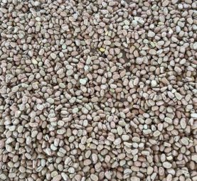 35 m/t Feed Beans