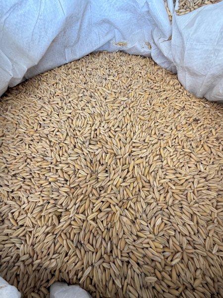 20MT Yallara Oats in Bulka Bags