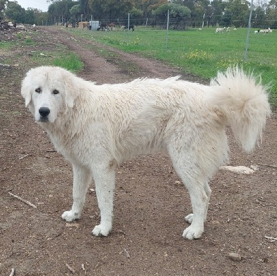 Maremma Sheep Dog