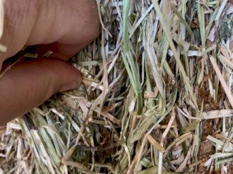 Clover and Rye Grass Hay