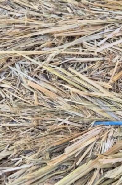 24' Season Frosted Wheaten Hay